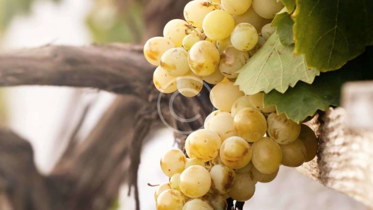 Burgundy Wine Region of Eastern France